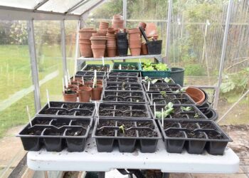 Greenhouse Supplies Pots Buy Garden Pots And Containers | RHS Plants