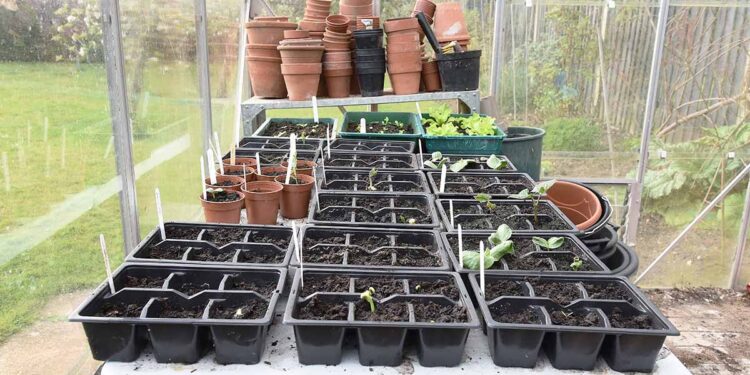 Greenhouse Supplies Pots Buy Garden Pots And Containers | RHS Plants