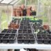 Greenhouse Supplies Pots Buy Garden Pots And Containers | RHS Plants